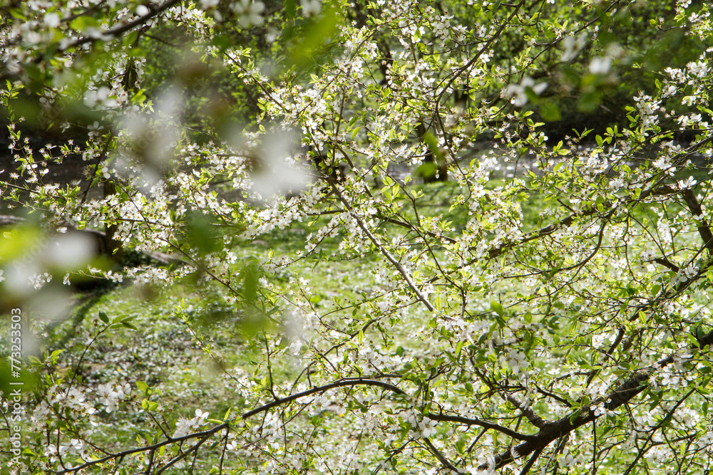 Tree blooming in early spring with white flowers
