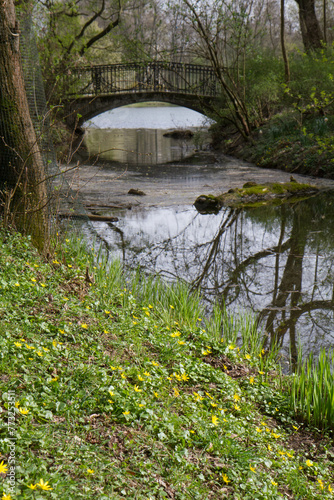 Bridge over a stream in a park with the fig buttercups blooming around