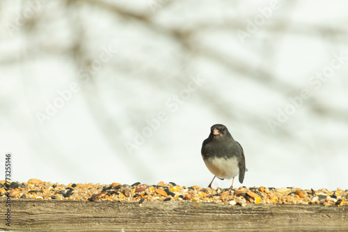 This dark-eyed junco came to the wooden railing. Birdseed is scattered all around this avian. Another name for this bird is a snowbird. The black feathers on top with the white belly looks so cute.