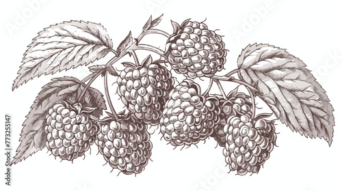 Engrave isolated raspberry hand drawn graphic vector