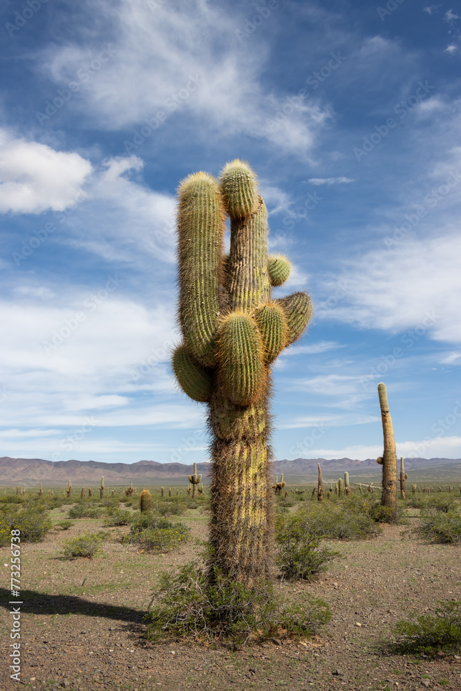 cactus in Los Cardones National Park, Salta, Argentina