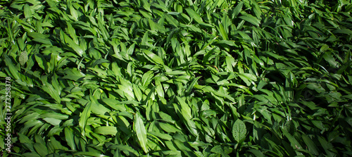 Botanical background. Wild garlic, also known as "bear garlic," embodies the rustic beauty and harmony of wild nature. 