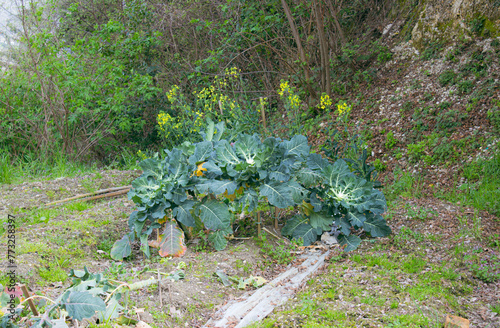 Podobny obraz