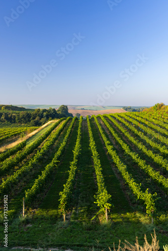 Vineyards with flovers near Cejkovice  Southern Moravia  Czech Republic