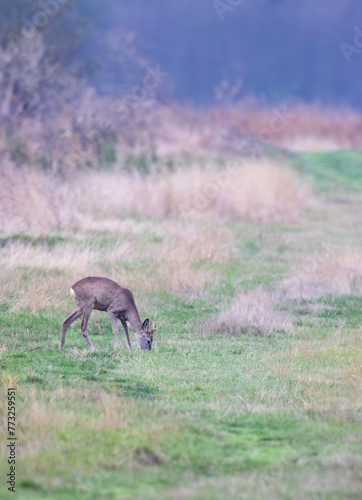 Young roe deer in  in Hortobagy National Park, UNESCO World Heritage Site, Puszta is one of largest meadow and steppe ecosystems in Europe, Hungary photo