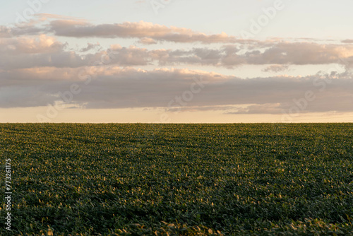 Landscape of soybean fields in Rio Grande do Sul, Brazil