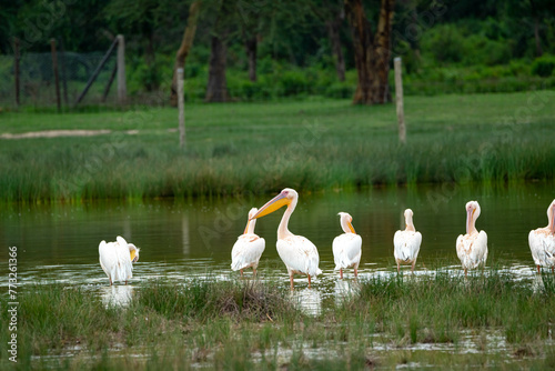 the great white pelican. shot in Lake Elementataita nakuru kenya.