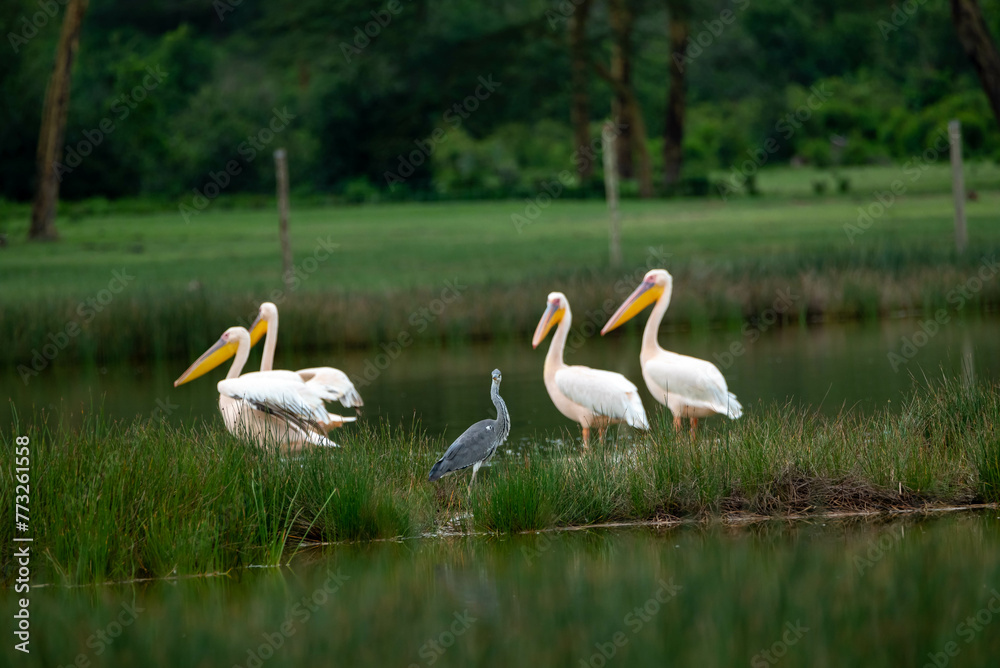 the great white pelican. shot in Lake Elementataita nakuru kenya. the great white pelican. shot in Lake Elementataita nakuru kenya.