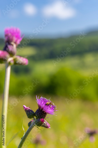 Typical Spring landscape in White Carpathians near Stary Hrozenkov, Southern Moravia, Czech Republic photo