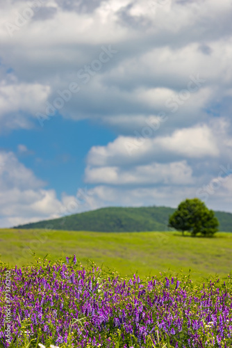 Spring landscape in White Carpathians  Southern Moravia  Czech Republic