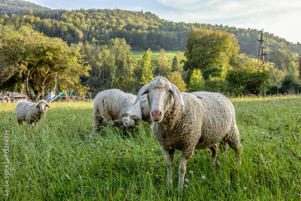 Obraz premium Cute animals and birds in natural surrounding