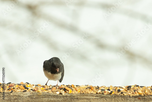 This dark-eyed junco came to the wooden railing. Birdseed is scattered all around this avian. Another name for this bird is a snowbird. The black feathers on top with the white belly looks so cute. photo
