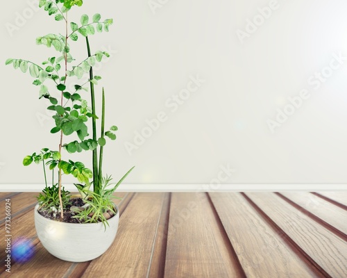 A pot of fresh green plants on the floor