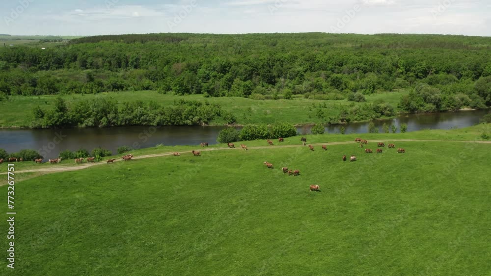A herd of beautiful and large horses with manes are roaming on a green field near a river A herd of beautiful and large horses with manes are roaming on a green field near a river