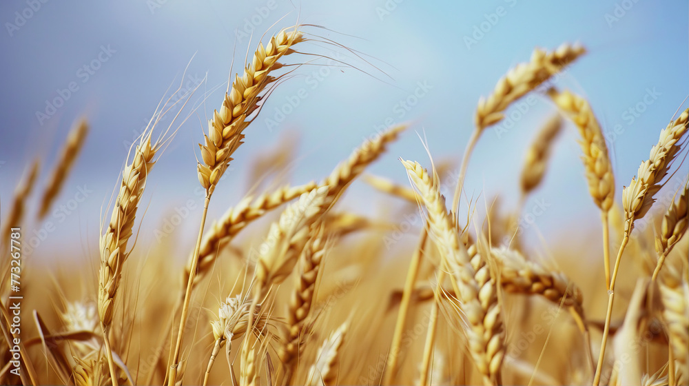 Ears of wheat against the blue sky.
Ears of wheat against the blue sky.