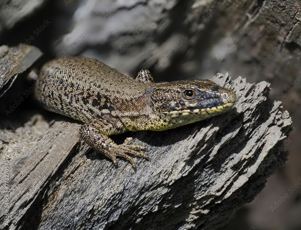 Naklejka premium Mauereidechse&nbsp;(Podarcis muralis)