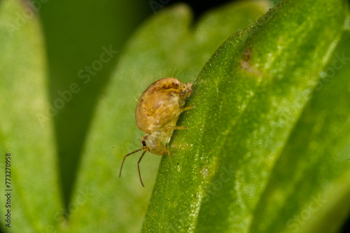 The lucerne flea Sminthurus viridis is a primitive, wingless insect. It is not related to the fleas which attack animals and humans. 