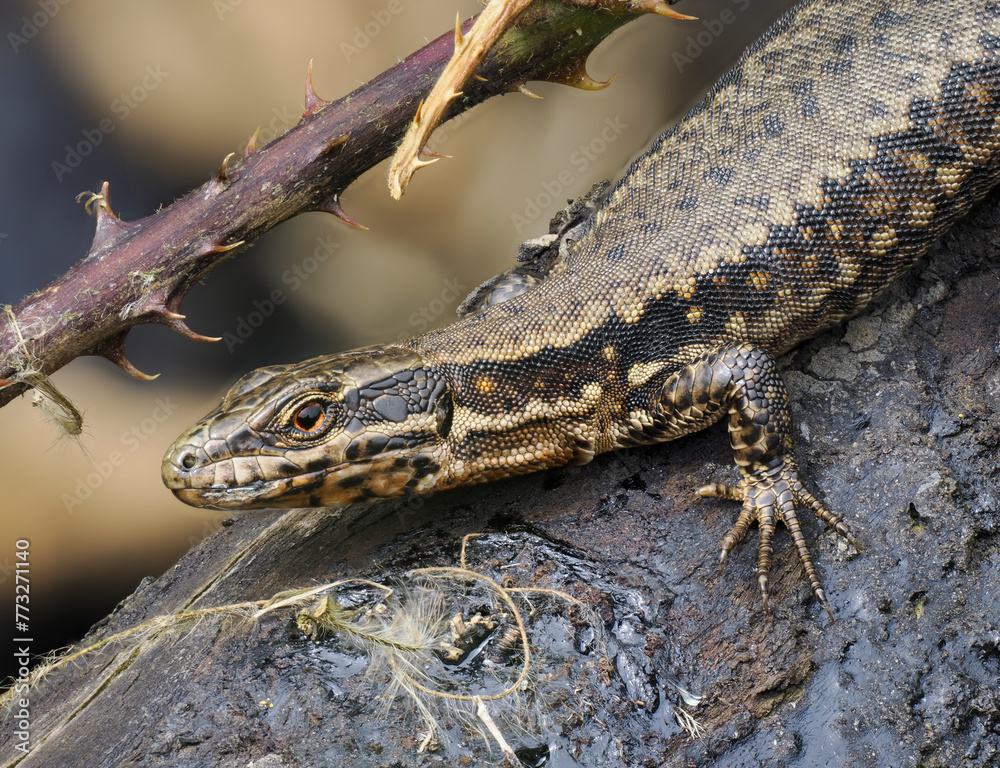 Obraz premium Mauereidechse (Podarcis muralis)