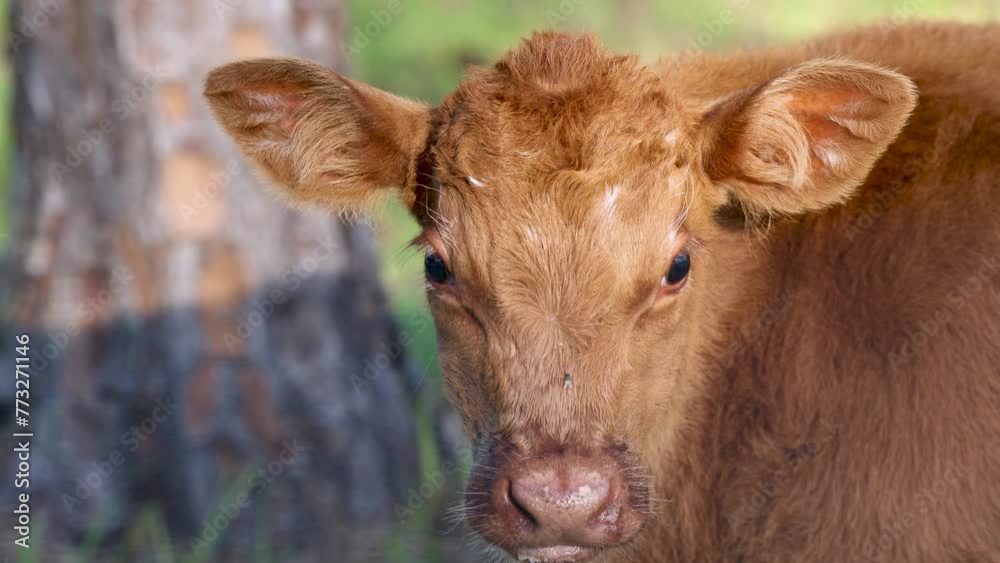 Close-Up Shot of an Adorable Baby Jersey Cow Calf with a Fly on Its Face. Close-Up Shot of an Adorable Baby Jersey Cow Calf with a Fly on Its Face.