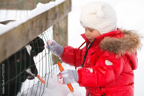 A little girl is feeding black goats in the contact zoo in winter. Red and black kid's outfit. Horizontal image.