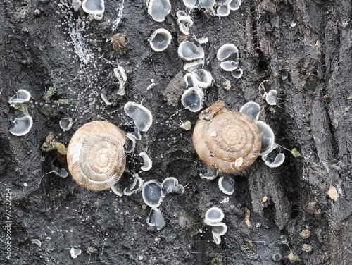 Gefleckte Schüsselschnecke (Discus rotundatus) photo