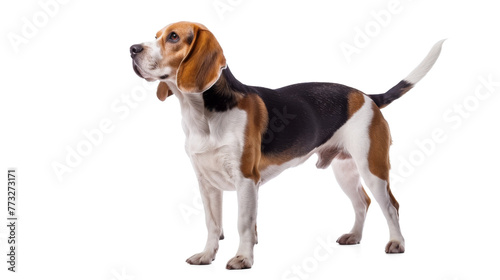 Beagle dog standing isolated on transparent background