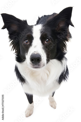 Border collie dog  top view  isolated on transparent background