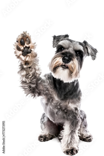 Miniature schnauzer dog giving high five isolated on transparent background