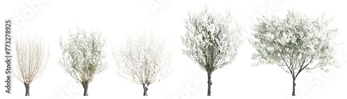 3d illustration of set Salix caprea snow covered tree isolated on transparent background