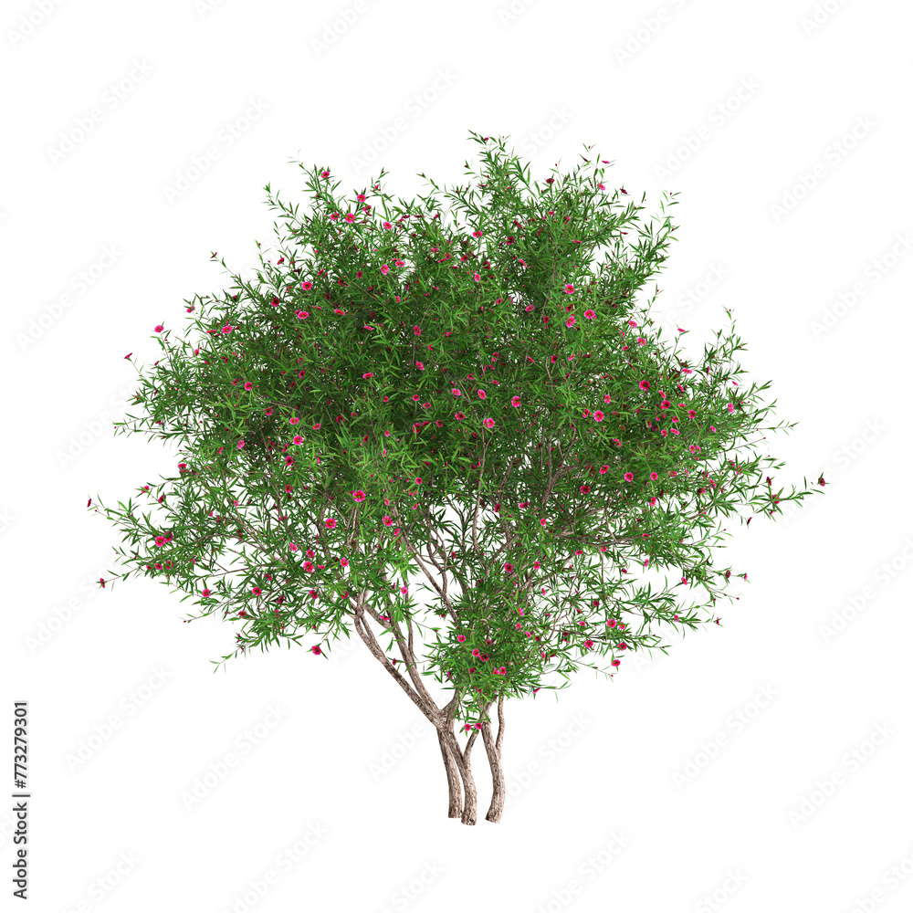 3d illustration of Leptospermum scoparium tree isolated on transparent background