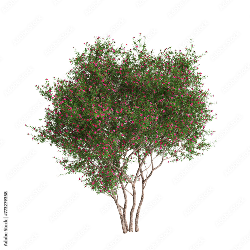 3d illustration of Leptospermum scoparium tree isolated on transparent background