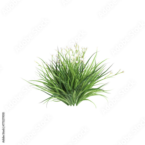 3d illustration of Dietes grandiflora bush isolated on transparent background