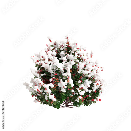 3d illustration of Berberis thunbergii Red snow covered tree isolated on transparent background