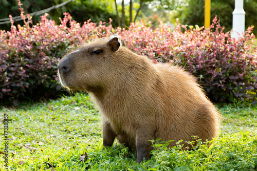 Capybara resting in the sun, Hydrochoerus hydrochaeris
