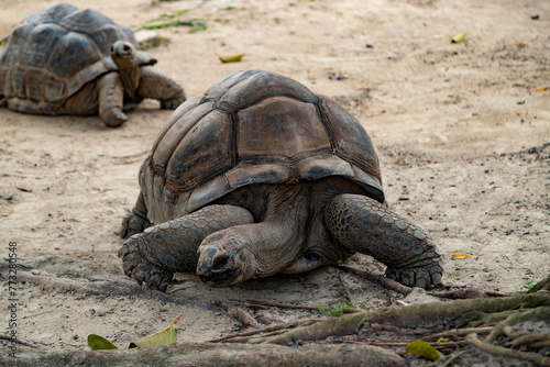 A large turtle eats leaves on the ground, Aldabrachelys gigantea
