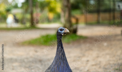 head of a guinea fowl on a blurred natural background, Numida meleagris