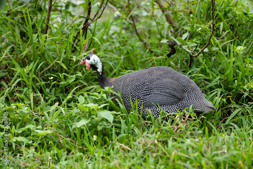 Guinea fowl grazing among green grass, Numida meleagris
