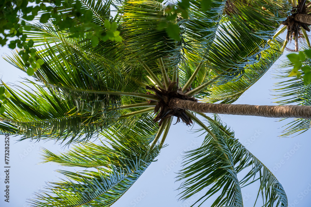 Fototapeta premium Palm trees in a dense green forest.