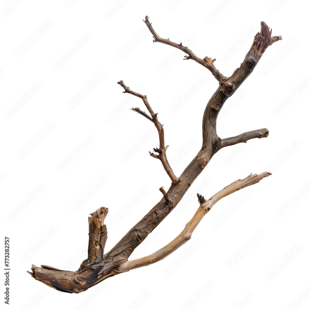 Dead branch of tree isolated on transparent background