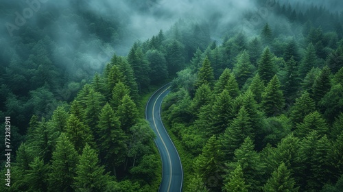   A winding road, shrouded by fog, weaves through a forest Trees line both sides