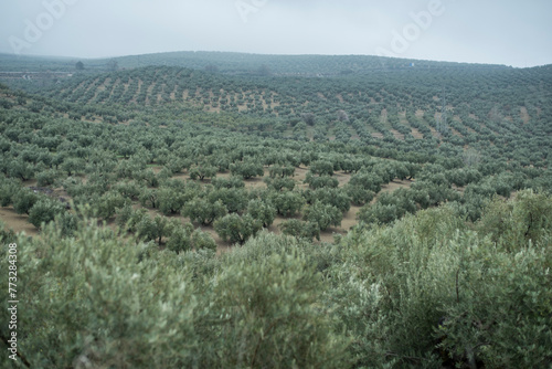 Olive trees on a cloudy and foggy morning in Jaen, Spain. Extension intended for planting to obtain olive oil. photo