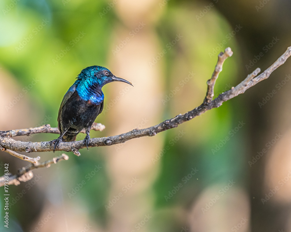 Naklejka premium A Purple Sunbird