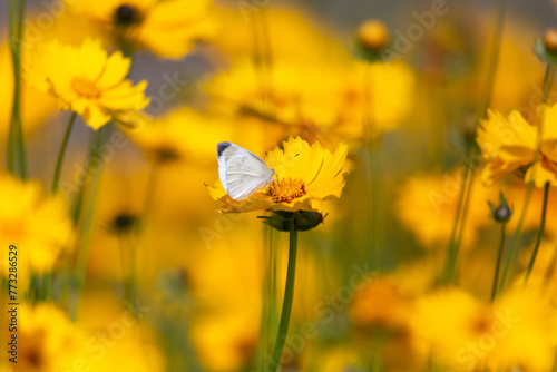 a butterfly sitting on a petal © jaehyeong