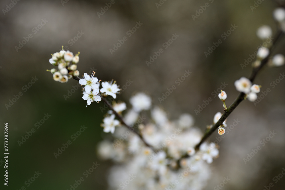 Pfingsten Deko Postkartenmotiv im Garten. Frühlingblüher Büsche und Blumen in schönen Farben vor grauem Hintergrund mit Textfreiraum Pfingsten Deko Postkartenmotiv im Garten. Frühlingblüher Büsche und Blumen in schönen Farben vor grauem Hintergrund mit Textfreiraum