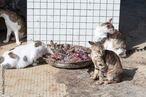 Des chats mangent des déchets d poissons dans le port de pêche traditionnel de Ouakam au Sénégal en Afrique photo