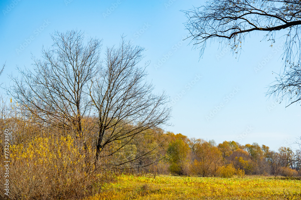 the beauty of autumn in the serene floodplain of the river. Stroll among the vibrant yellow trees and immerse yourself in the colors of nature. Enjoy a relaxing holiday away from the hustle and bustle