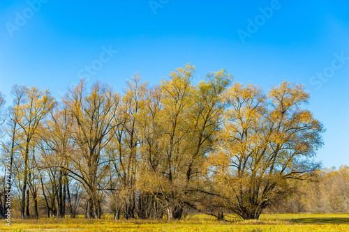 Feel the beauty of autumn in the river floodplain. Walk among the yellow trees and enjoy the colors of nature. Enjoy the sights and sounds of fall along the river banks.