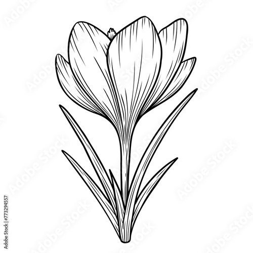 Spring crocus flower line art sketch  saffron drawing. Vector wildflower illustration. Hand drawn botanical outline art. Isolated design element for coloring book  background  pattern  logo.