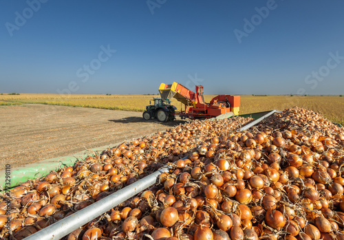 The harvester transports the onion © Dusan Kostic