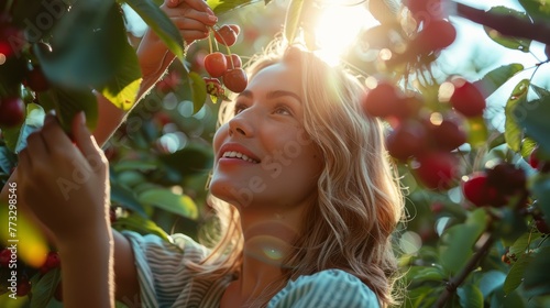 Woman working in a cherry orchard. Picking cherries from tree